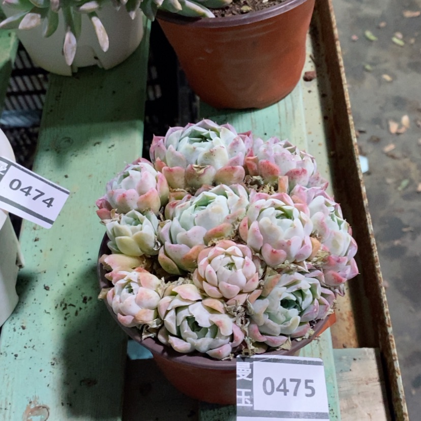 【闪购商品】沁心0475