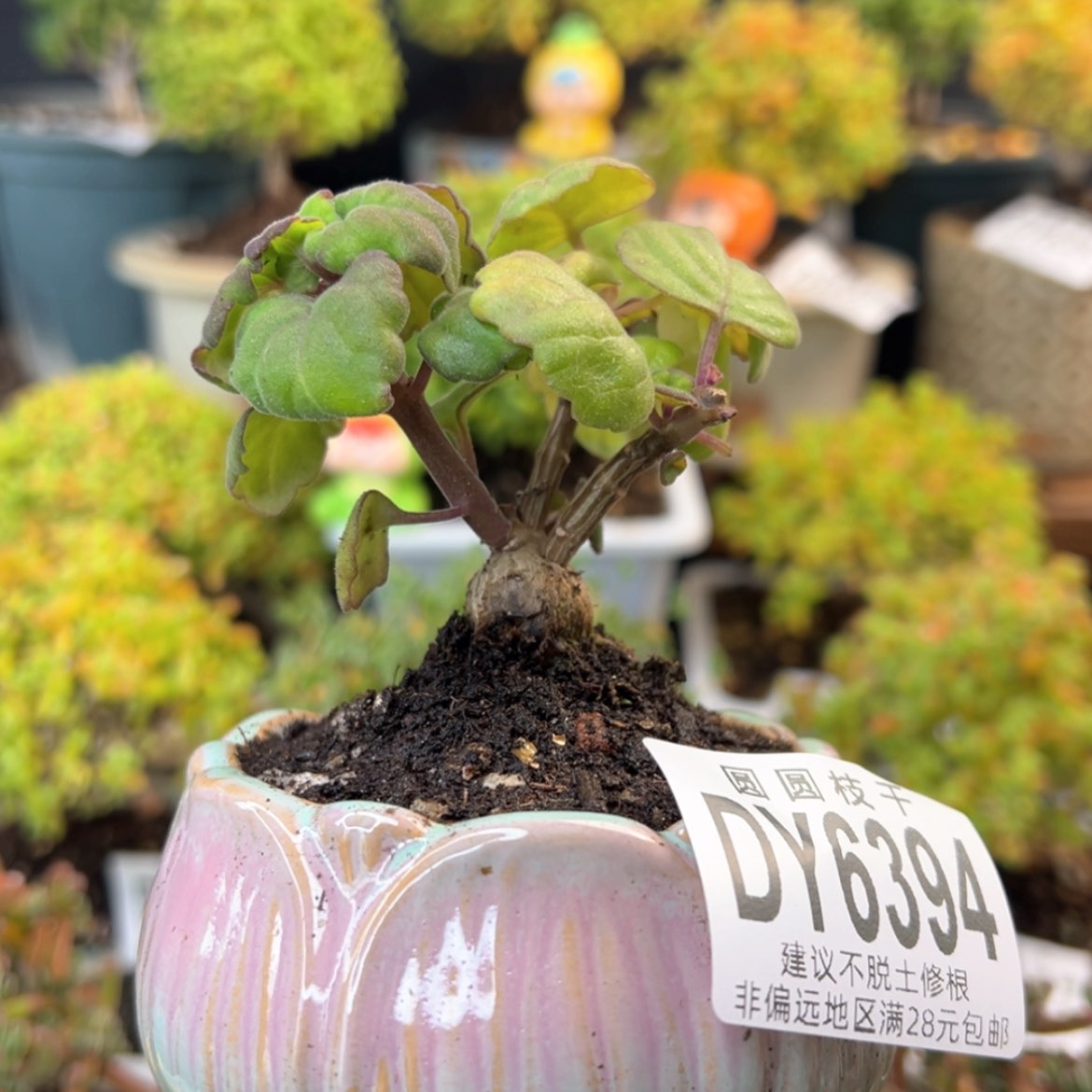 【闪购商品】dy6394艾氏延命草带盆价