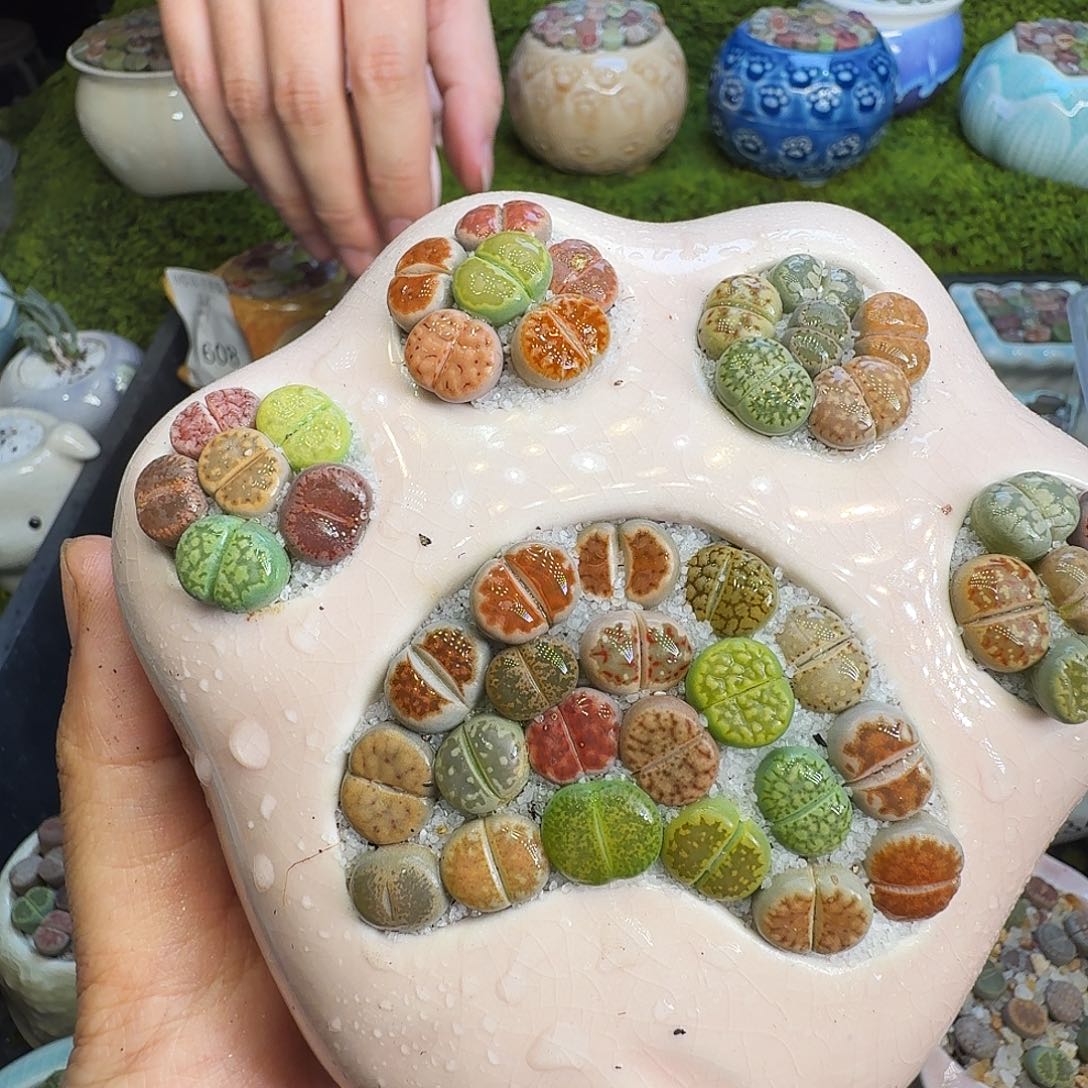 多肉植物福利冲660