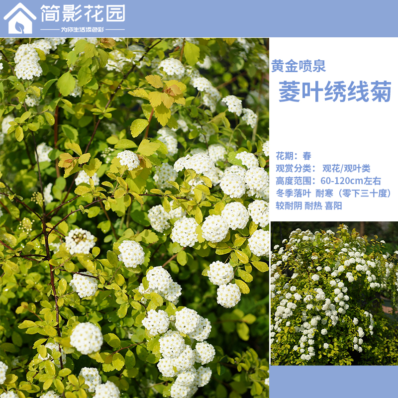 简影花园 菱叶绣线菊 黄金喷泉 多年生观叶观花落叶灌木耐热耐寒