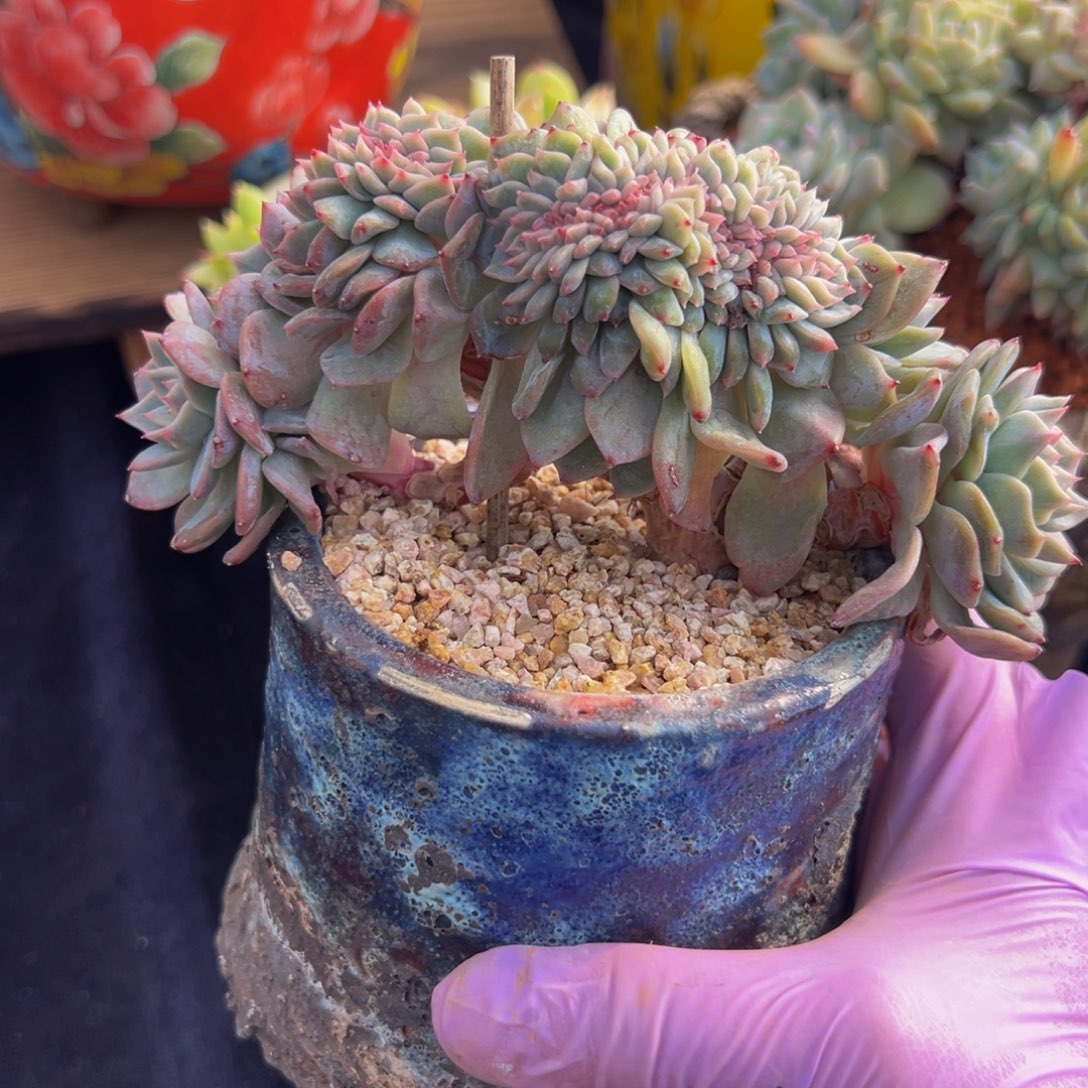 新年快乐 新年快乐 新年快乐