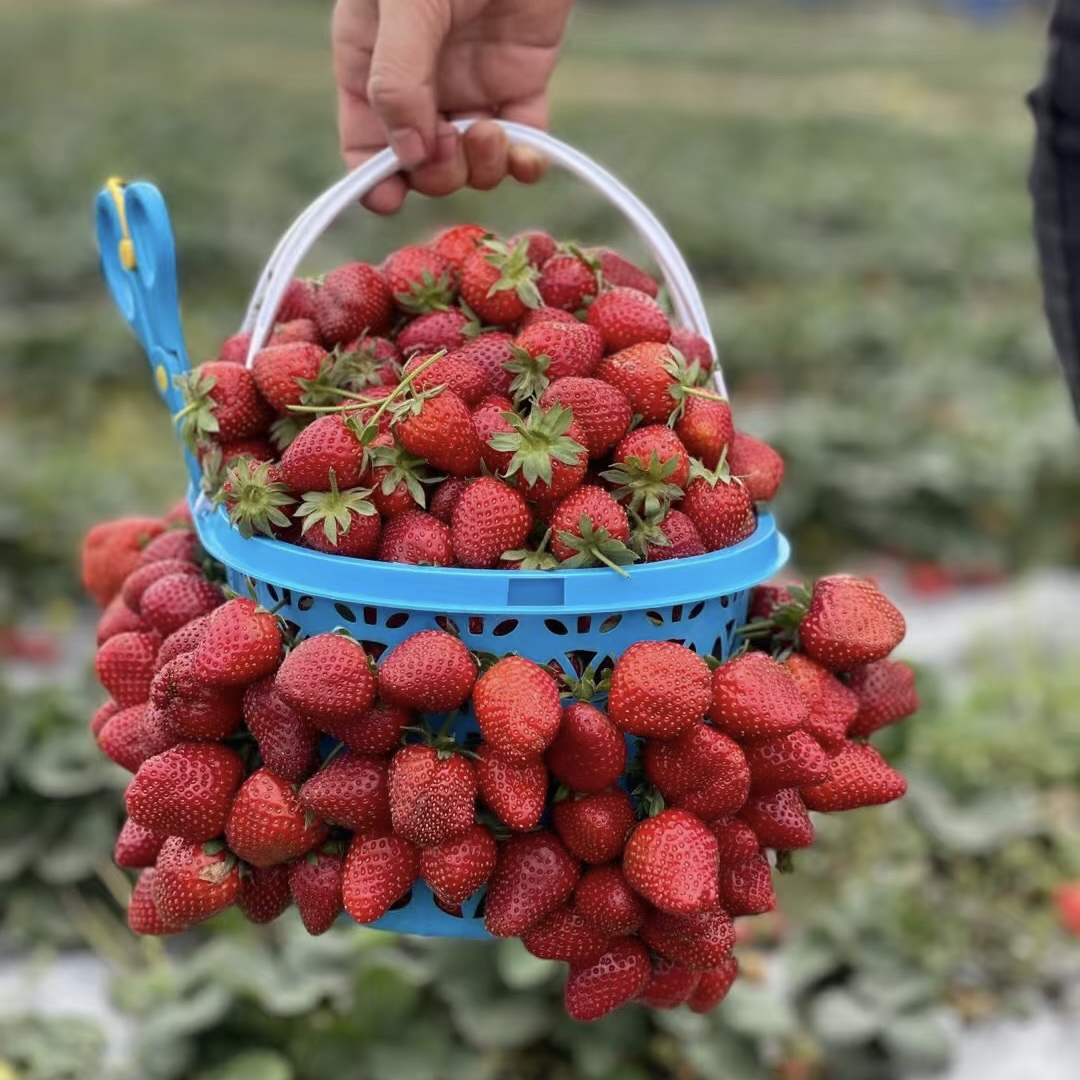 【福利品尝】双色草莓彩色草莓现采现发自然甜无农残孕妇宝宝放心吃