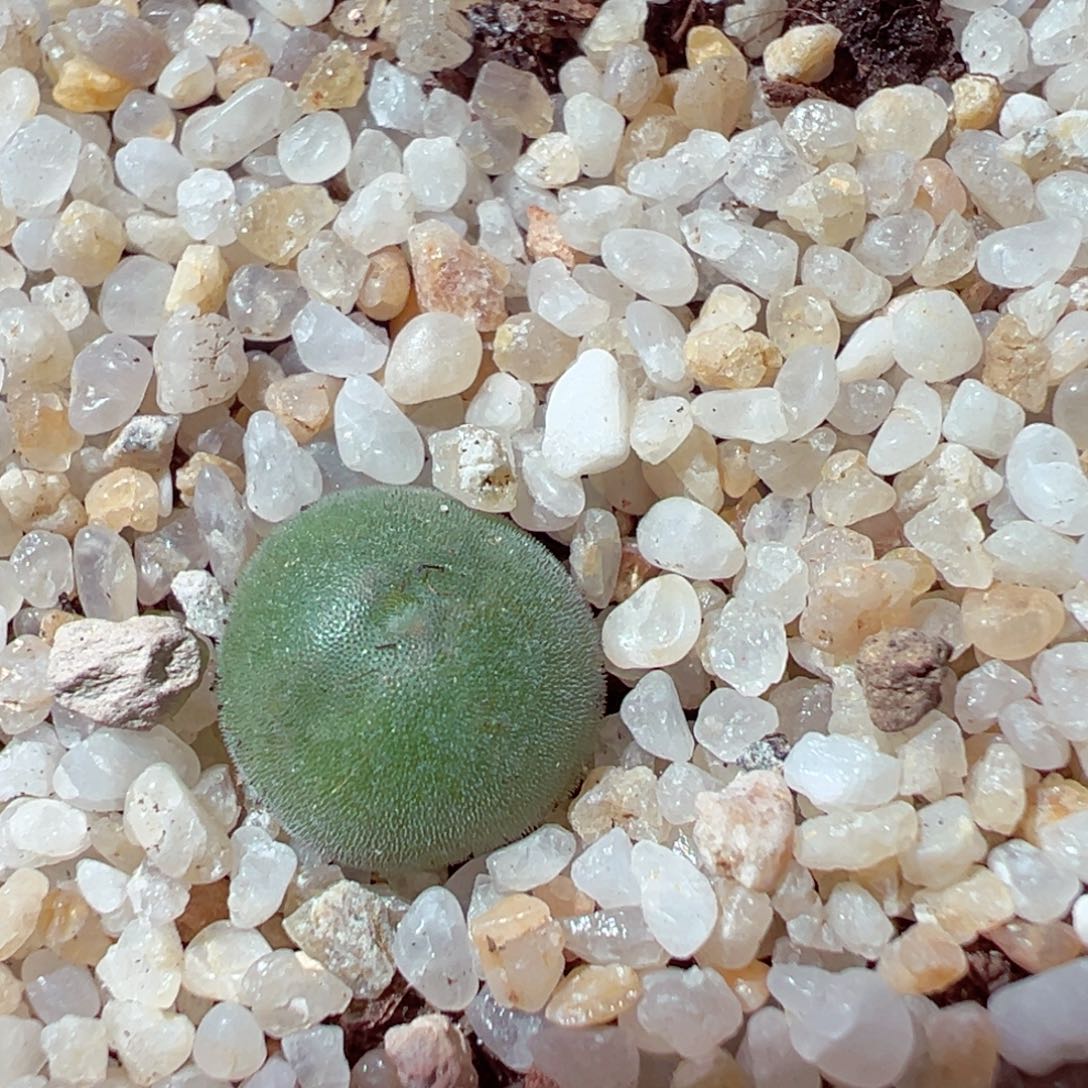 1210-405多肉多肉