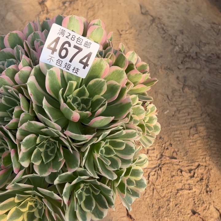 白凤多肉植物法师4674