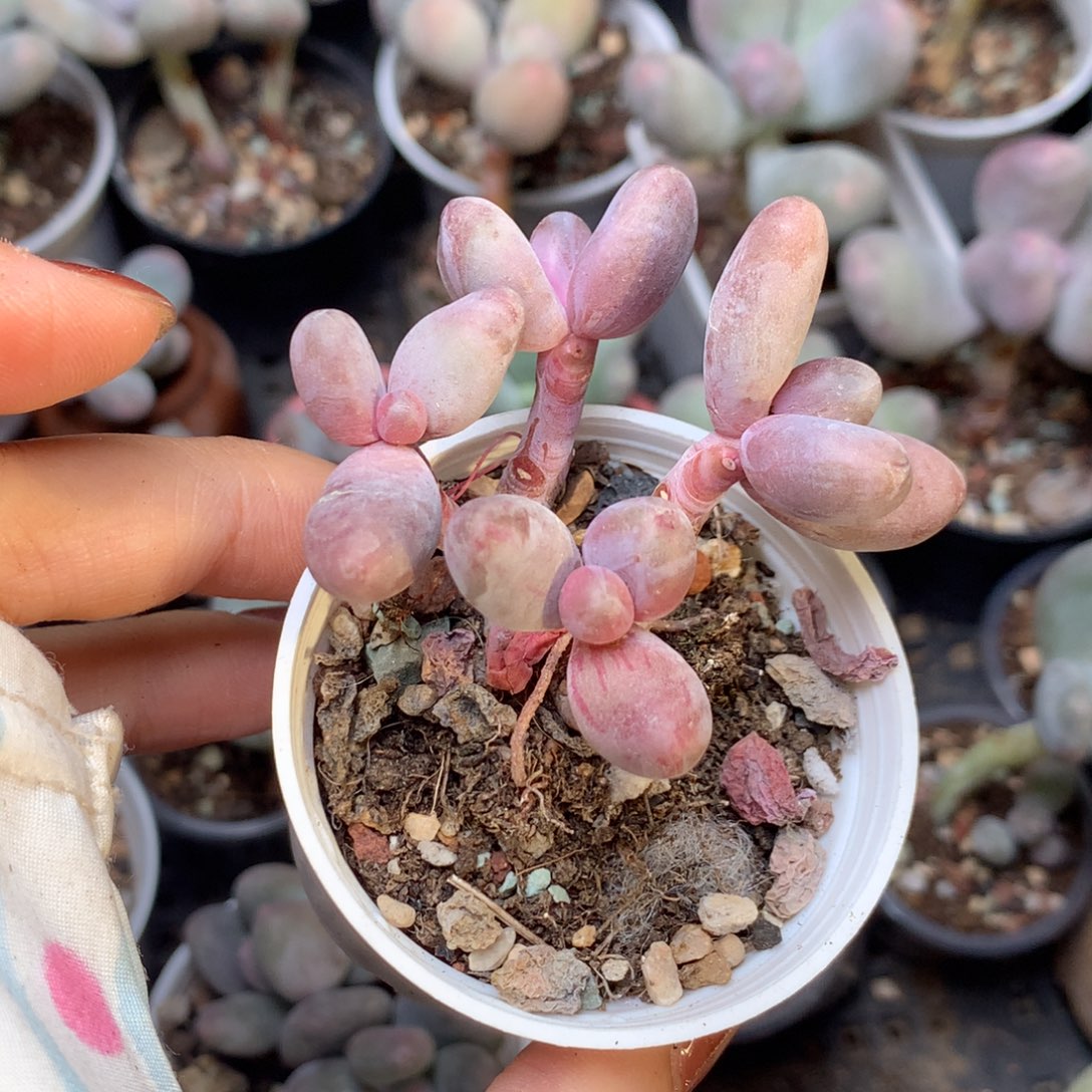 糖果，不满28发叶片一片，到付