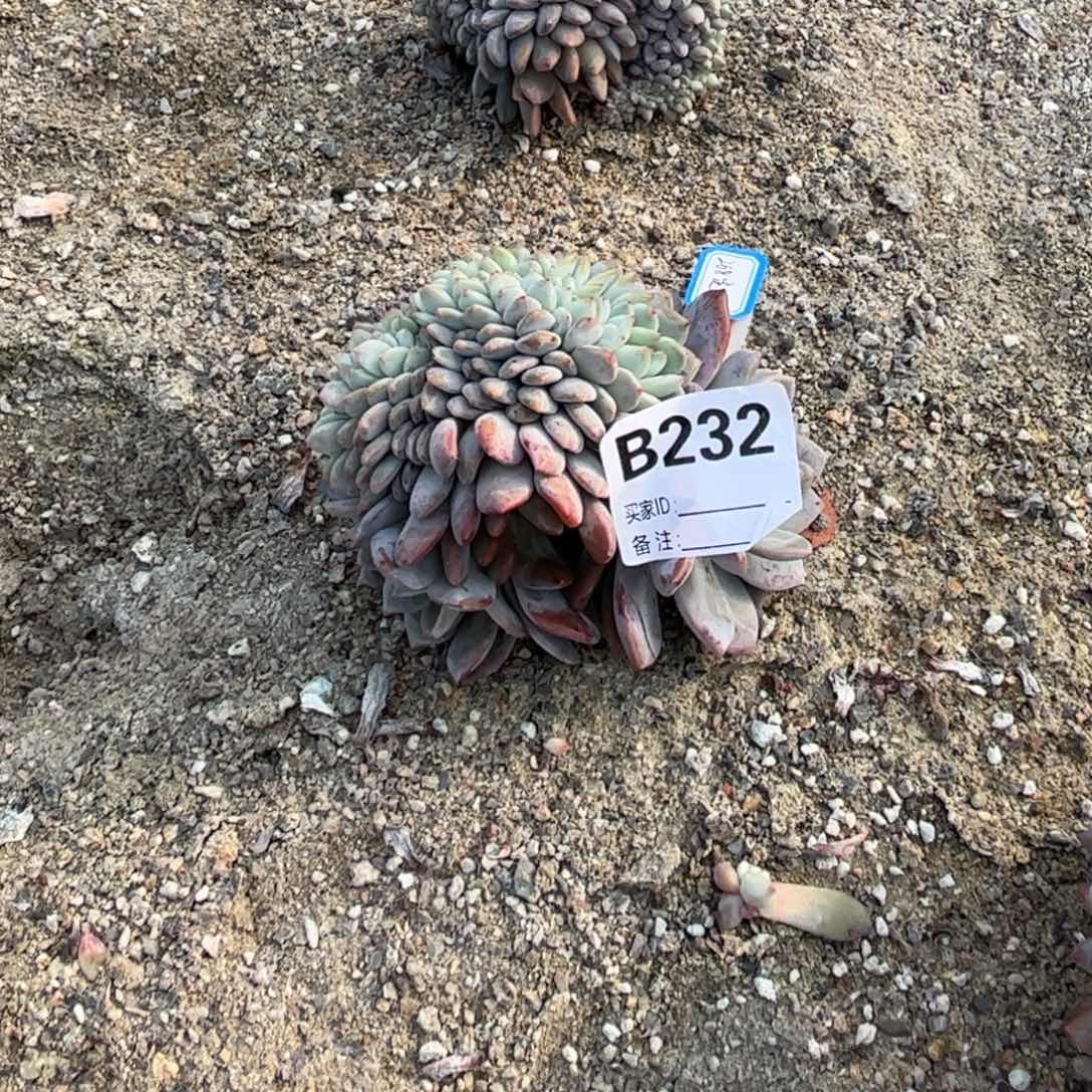 晚***辞b232多肉多肉多肉