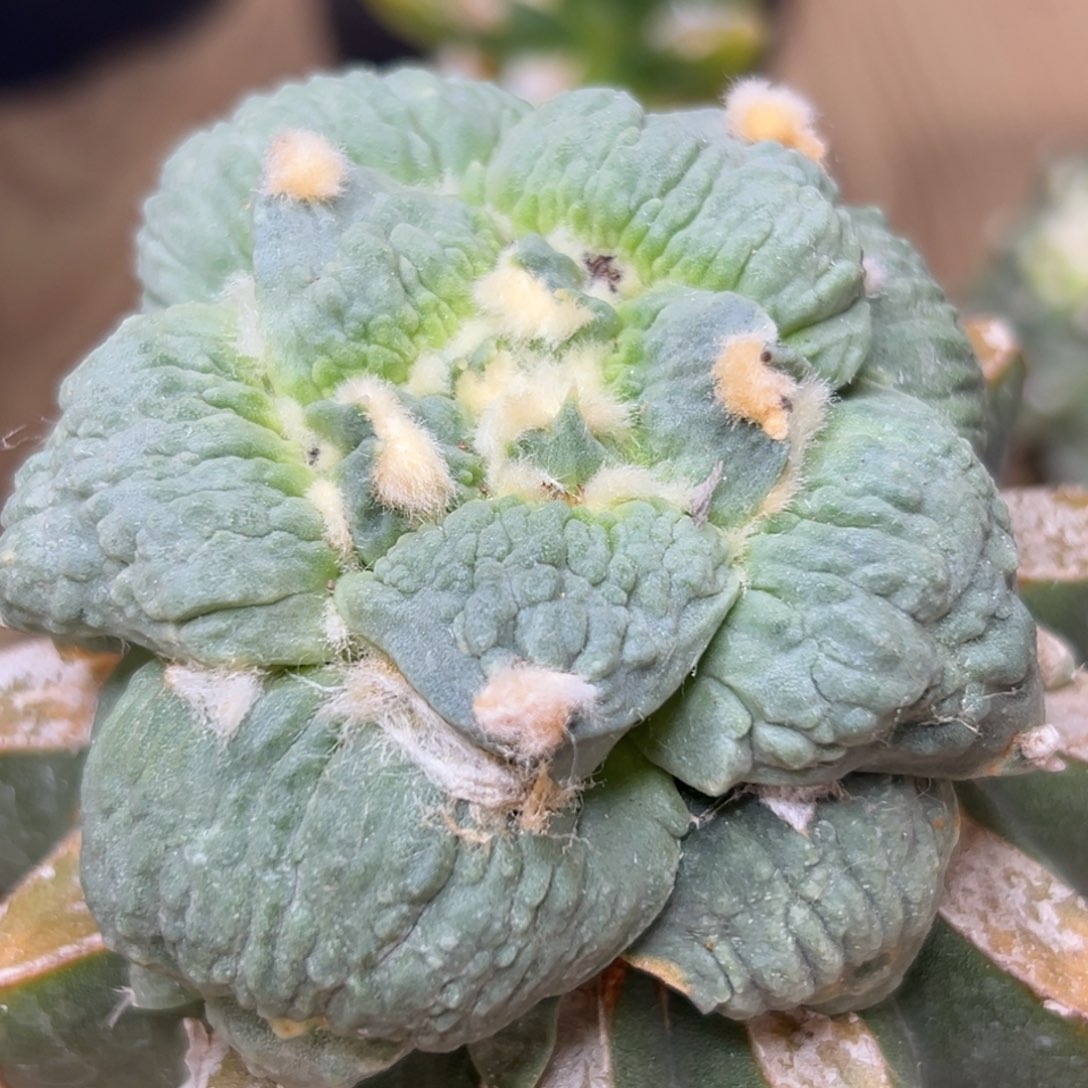 551 双岔尤怒涛 仙人球 