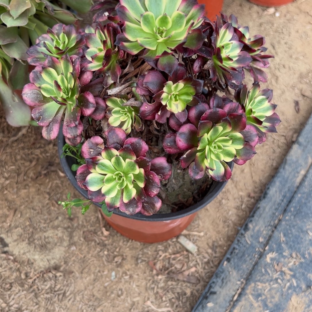 879美姬多肉植物法师