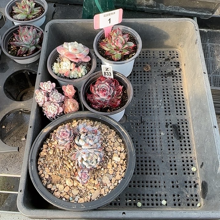 美***71框拍5棵惊鸿、纸风车、橙子、冰玉