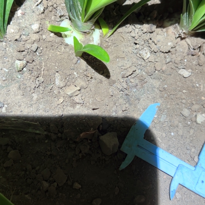 无花朵4.6双桃 带四个侧