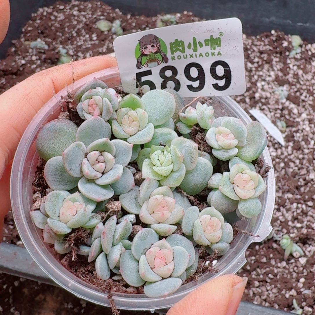 多肉植物多肉植物