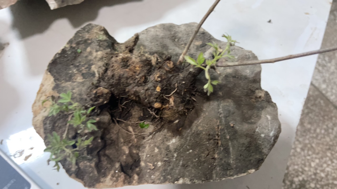 抱石黄荊，家里有黄荊，家里不缺金
