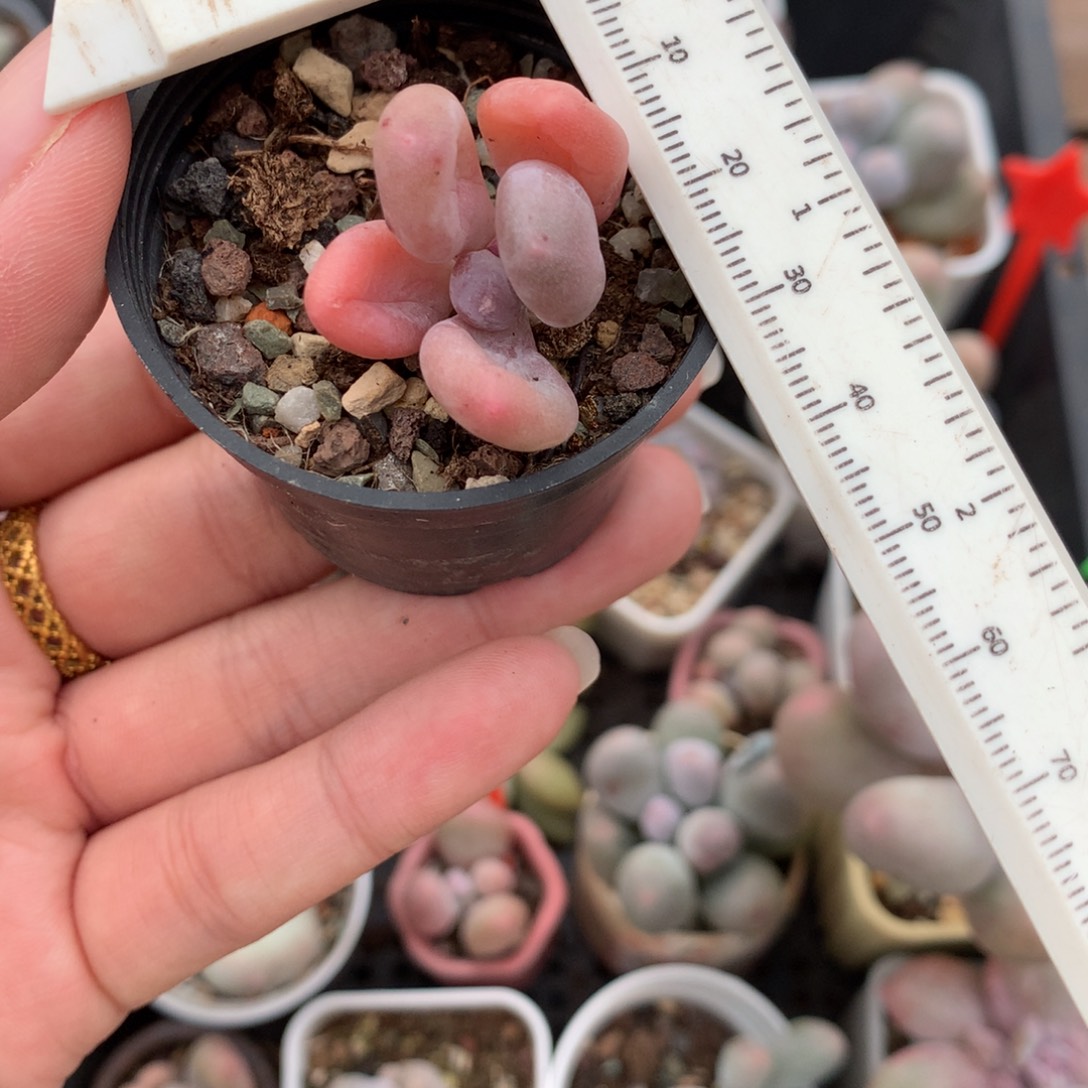 蛋黄奶 不凑满28发一片叶片到付