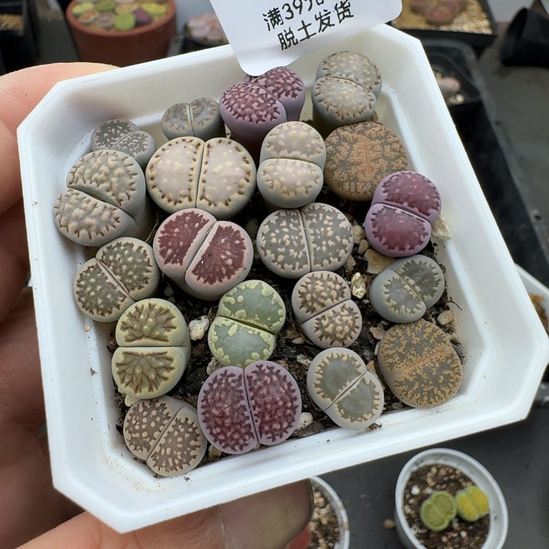 883哈哈哈哈哈哈哈哈 