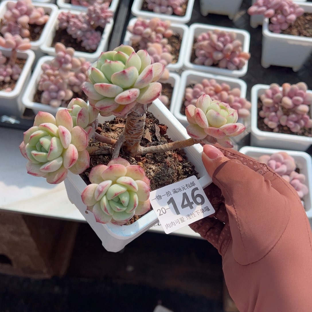 白底香草老桩多肉多肉多肉多肉