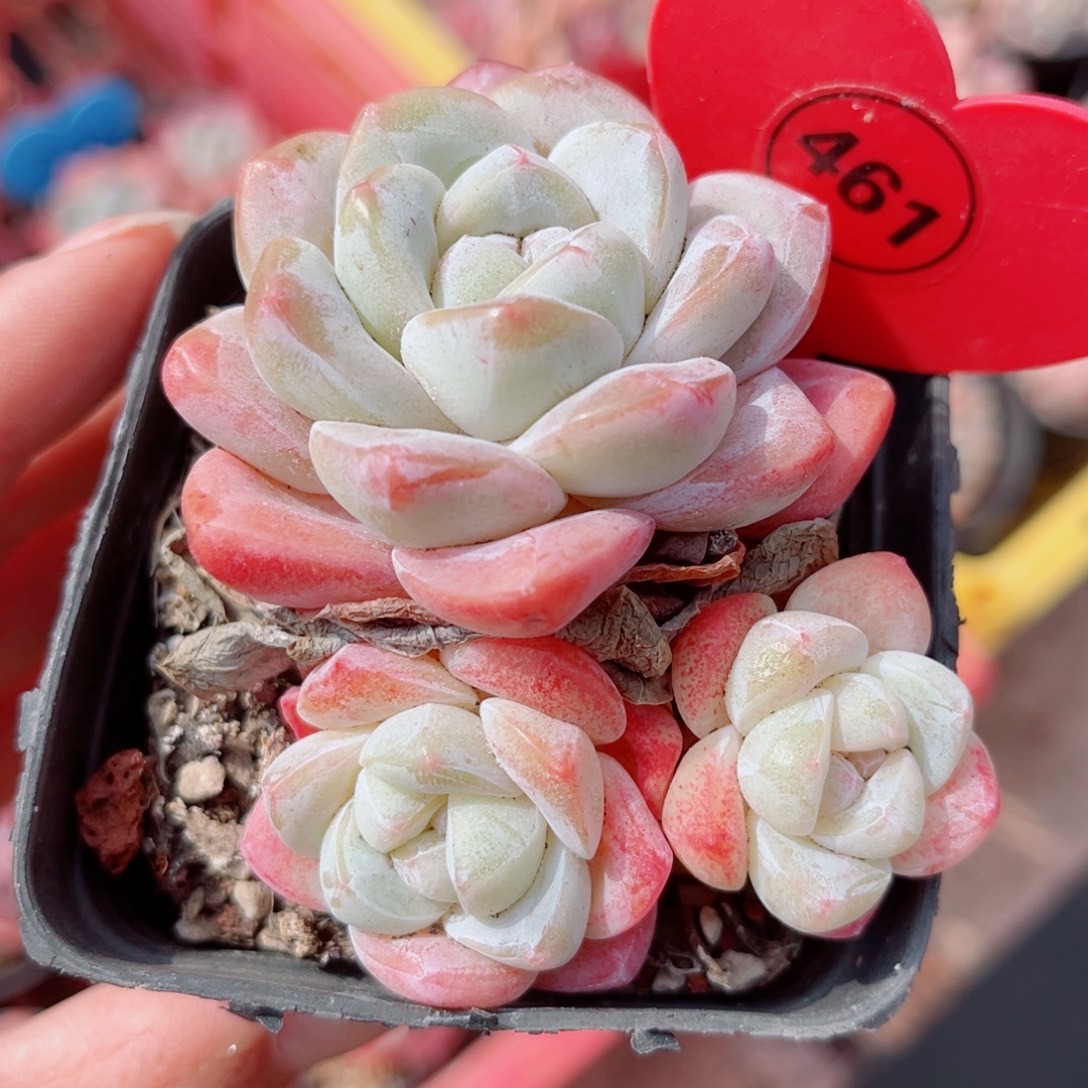 461号小老桩冰玉群