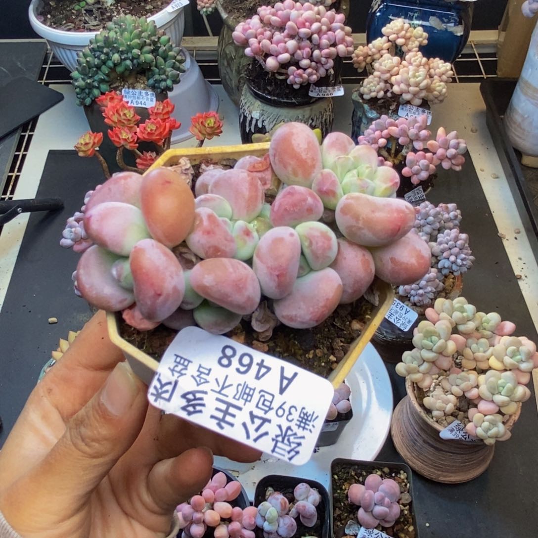 468珍珠洛神多肉6c m