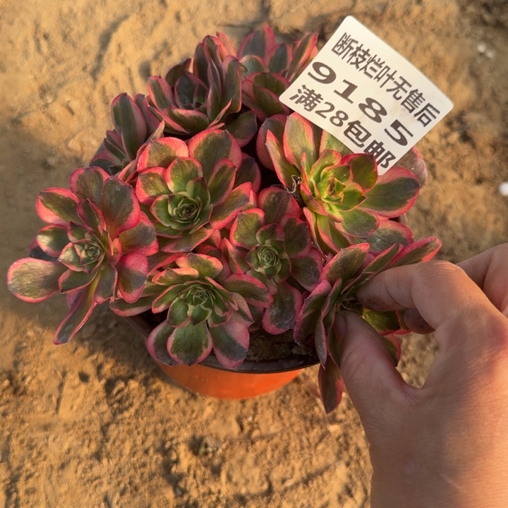 9185二号棚纳福丛林B