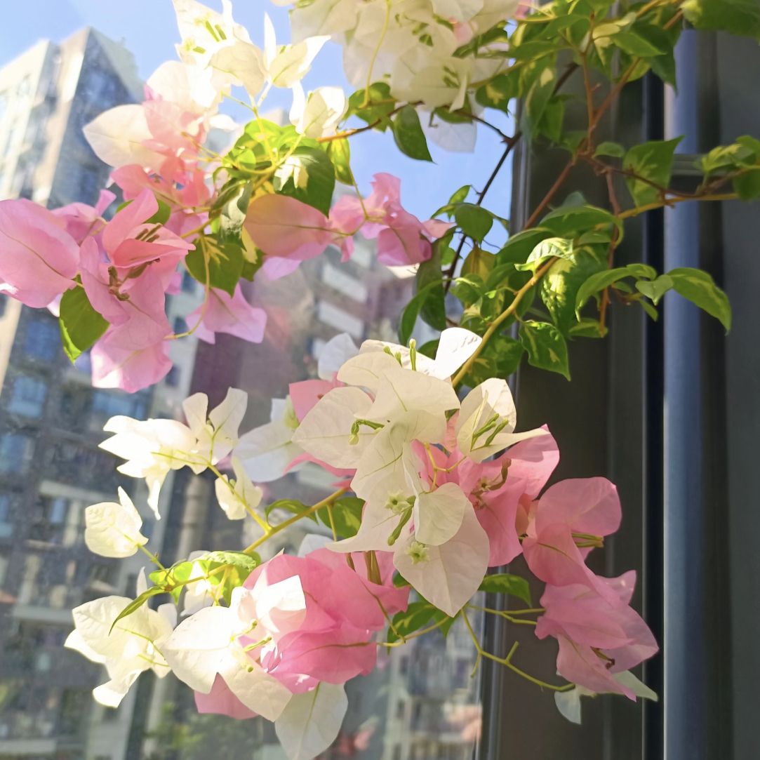 【金心橙白】四季开花勤（落花落叶不售后一个月内换盆不售后）哇塞2
