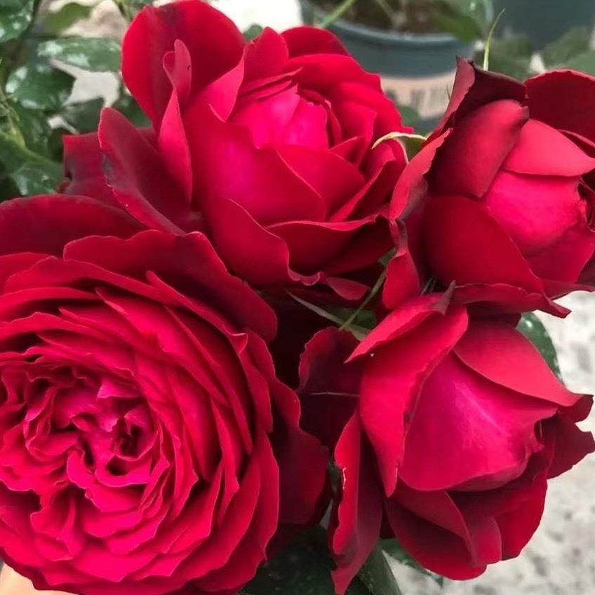 詹尼斯欧月大花浓香树桩月季花庭院阳台楼顶四季开花