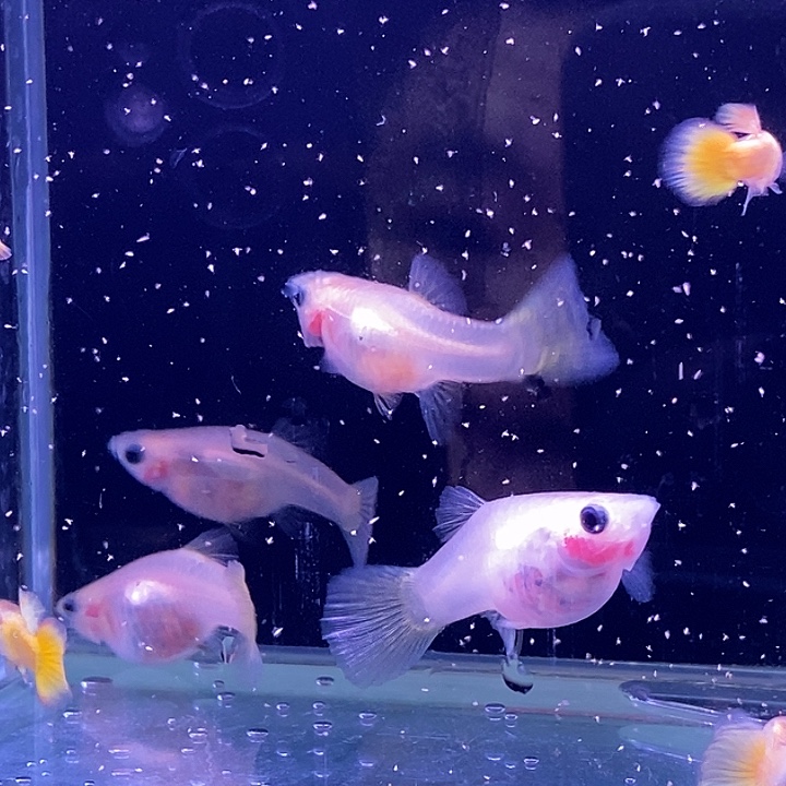 孔雀鱼玻璃猫4对包邮