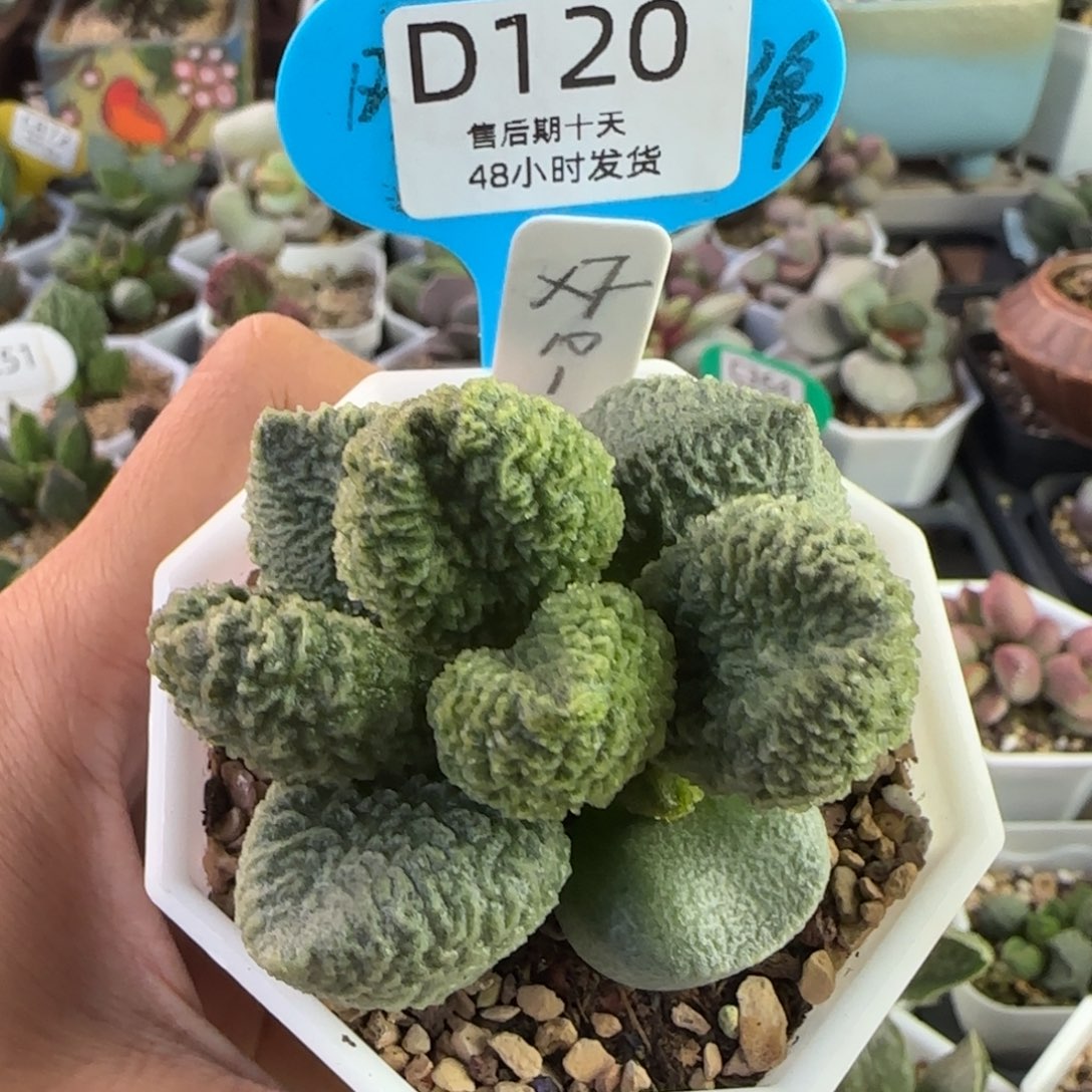 ****～10-022。               120。 