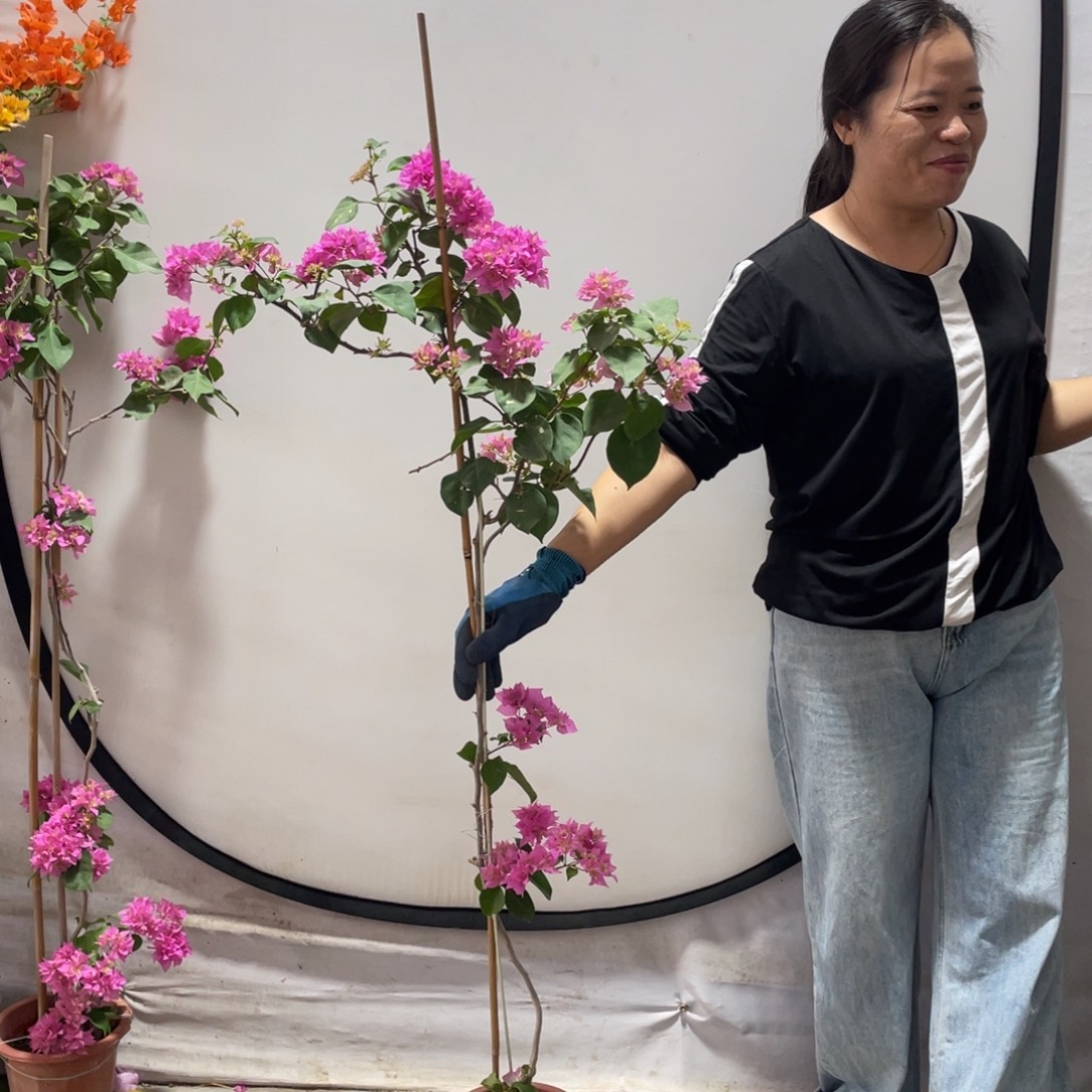 大部分花苞少量开放三角梅