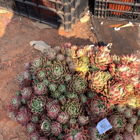 楠****?1734粉女巫