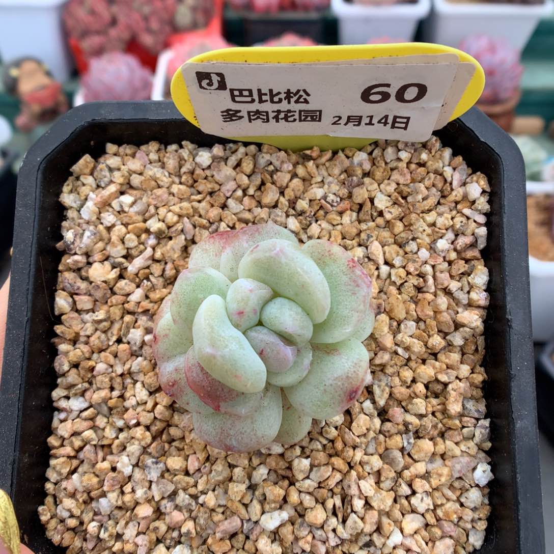 60灭心冰玉石化多肉植物