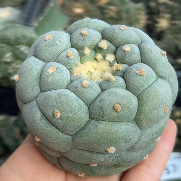 247 无根 仙人球的故事是