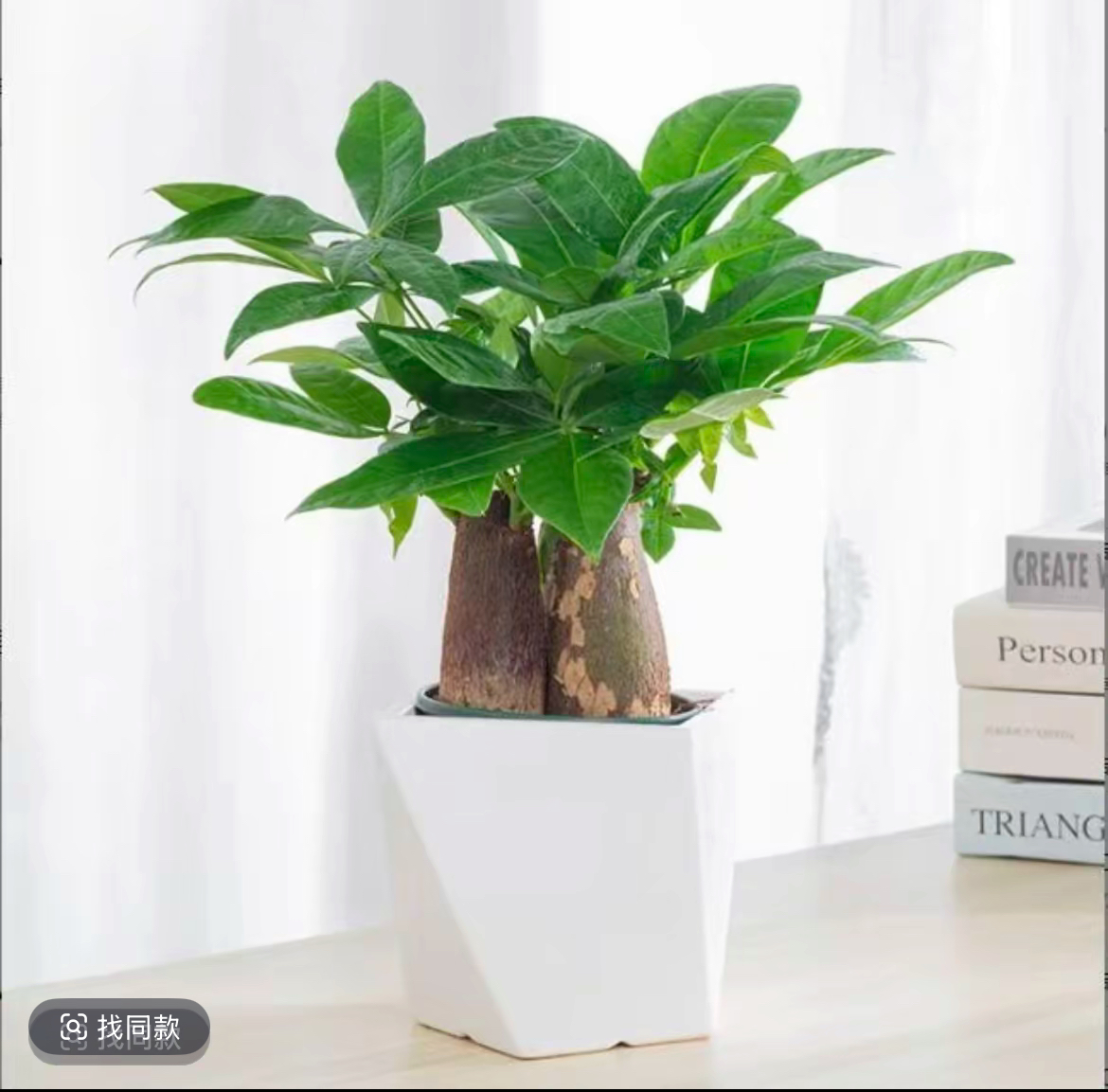 a【三杆发财树】三杆发财树盆栽室内绿植花卉绿植盆栽易养护办公室