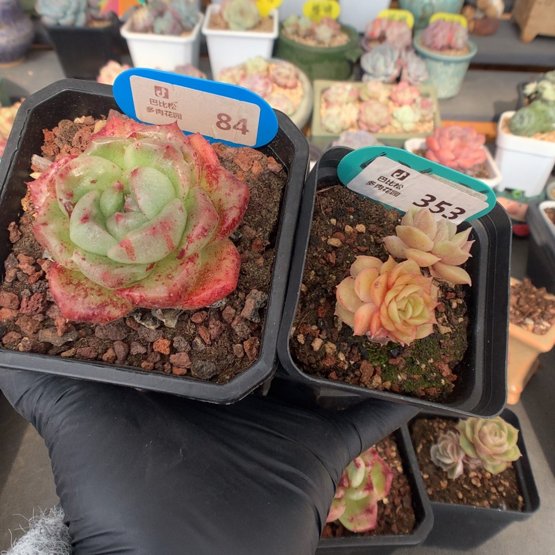 满***溢84 冬云石化和昂斯诺