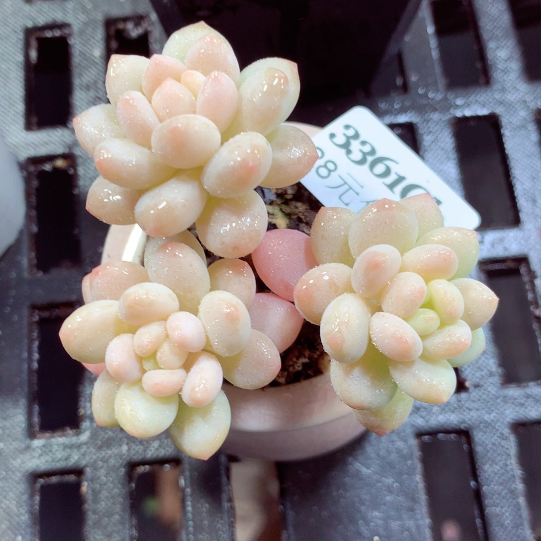 5厘米盆精控多肉3361