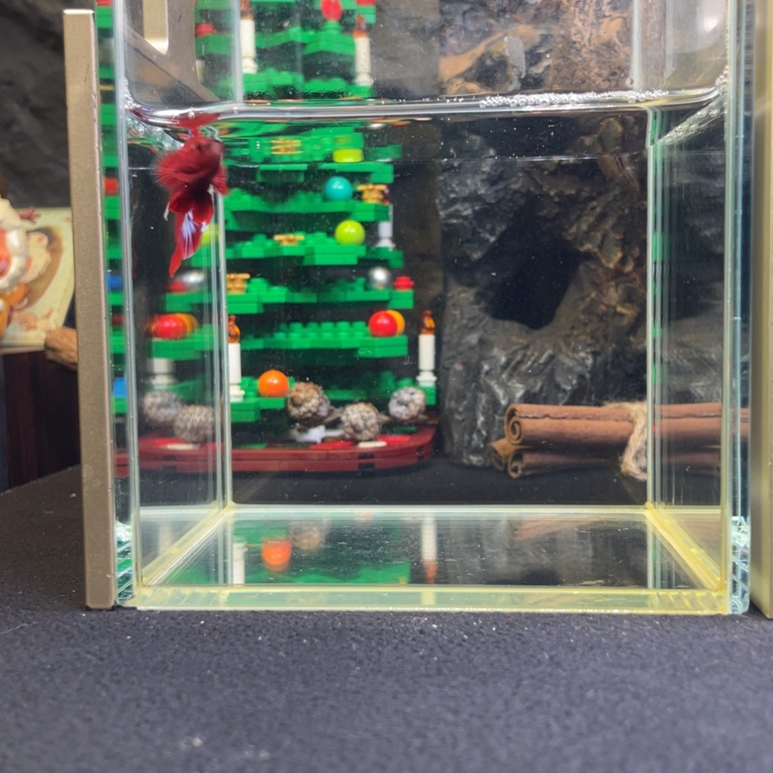 斗鱼十二月十九日竞价