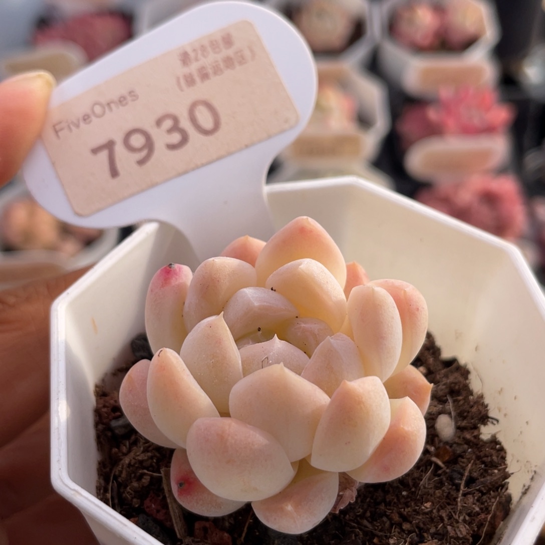 白桃汽水7930-4.0厘米