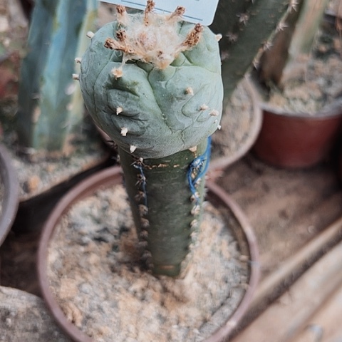 绣谱嫁接乌鱼开花母本3771