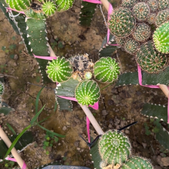 小油菜无根菜蚜三公分左右