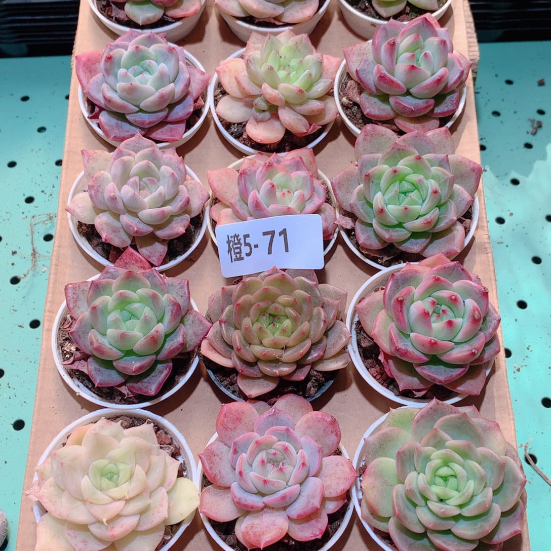 5-71一物一拍多肉带盆18颗
