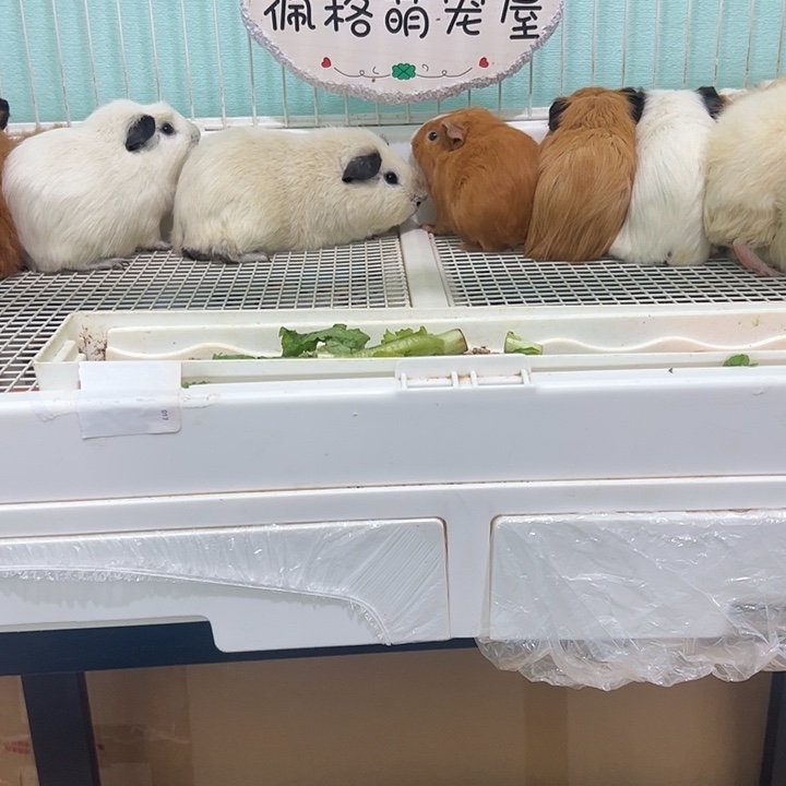 卡皮吧啦弟弟可爱可爱