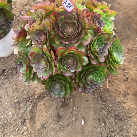 7-88花月夜多肉植物