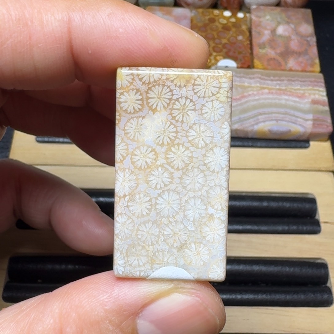 硅化珊瑚（珊瑚玉）纯天然色有机玉石未镶嵌