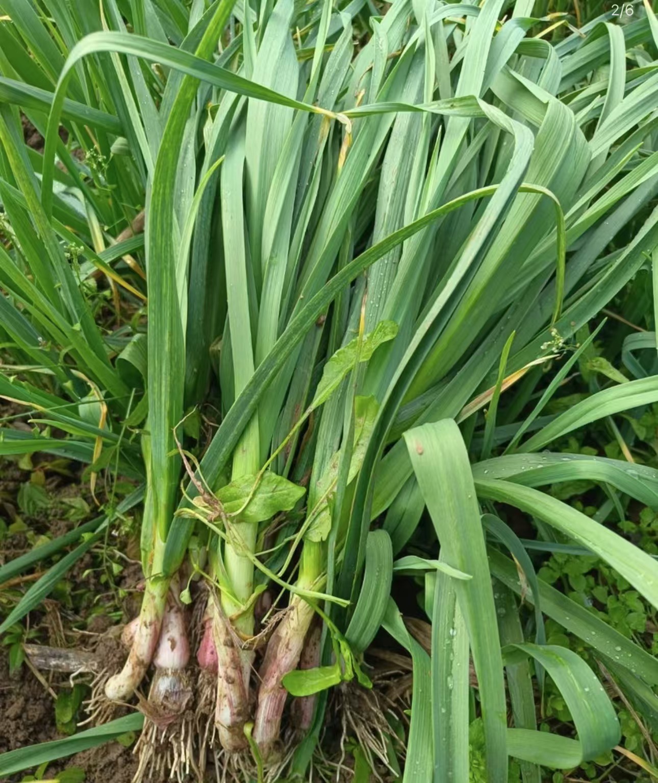 湖南农家菜园自种蔬菜组合 新鲜蔬菜 现摘现发 