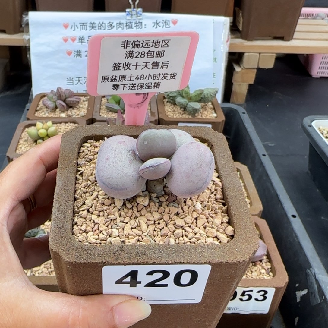 420球球紫蛋多肉植物