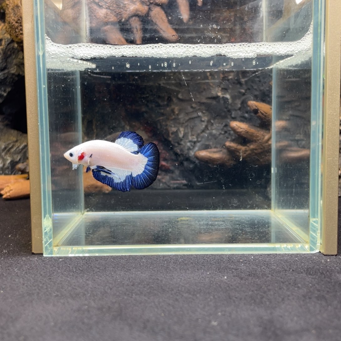 斗鱼十一月三十日竞价