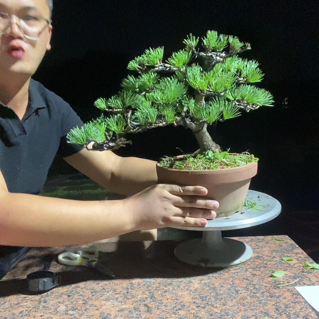 M***楊无花朵五针松五针松五针松