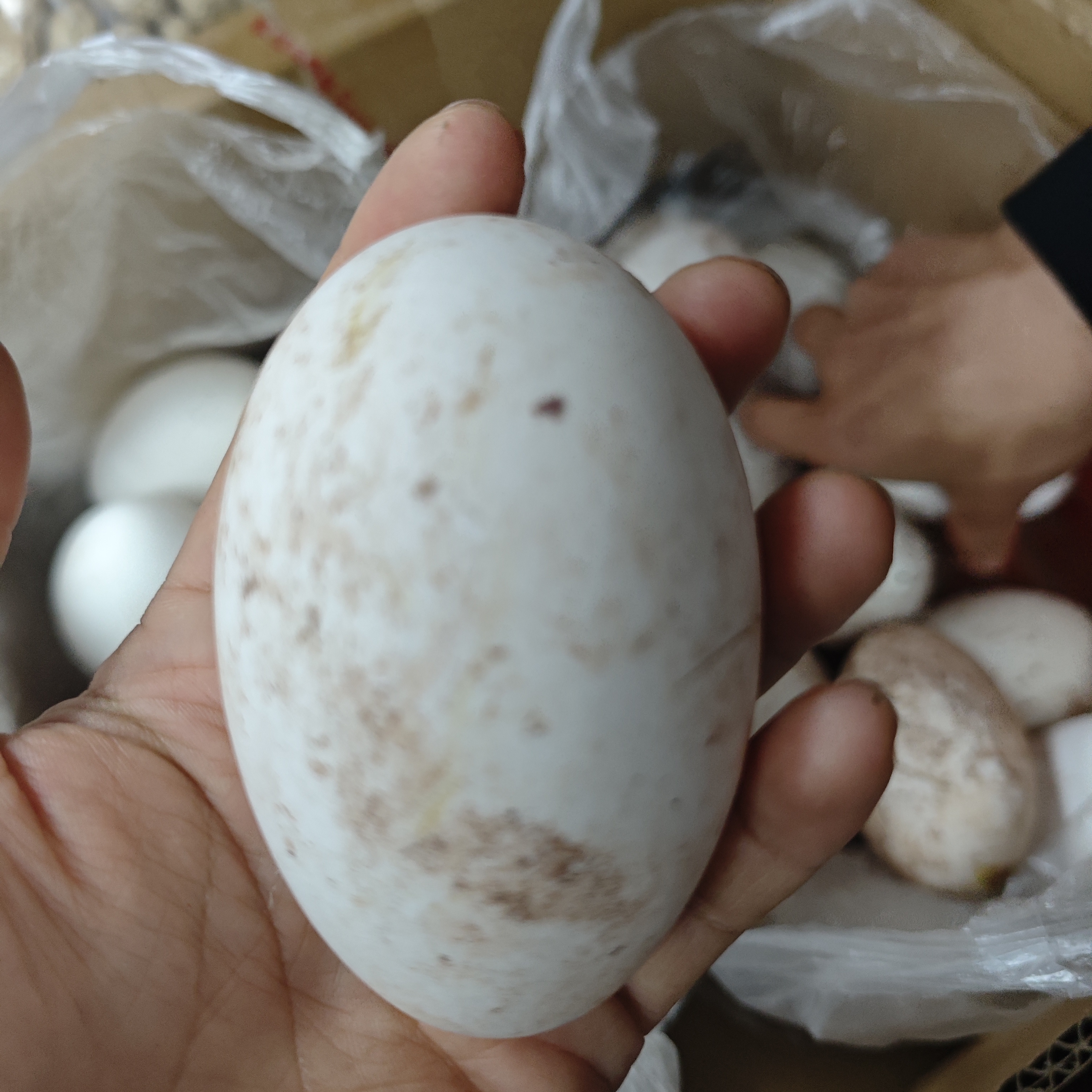 【粮食鹅蛋】粮食散养鹅蛋梁平之农家稻田鹅蛋孕妈小宝破损包赔