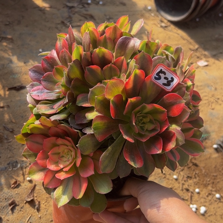 香妃微瑕5-3多肉