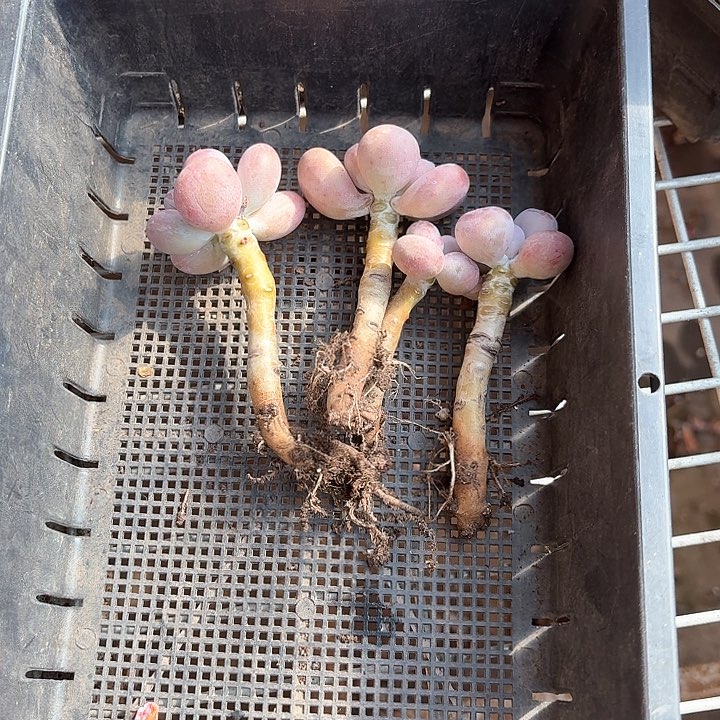 崽**c j xv n c fh ga tu 400