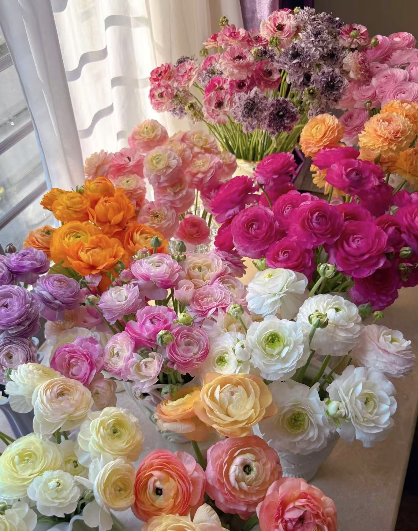 （小王）洋牡丹 云南鲜花 任意两单发顺丰