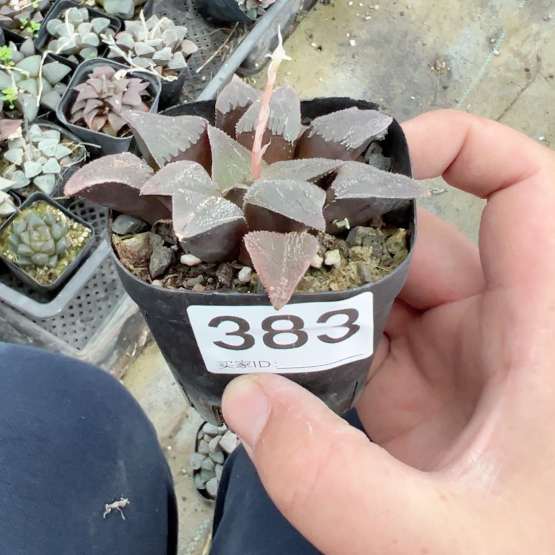 嘟***?383多肉植物一颗